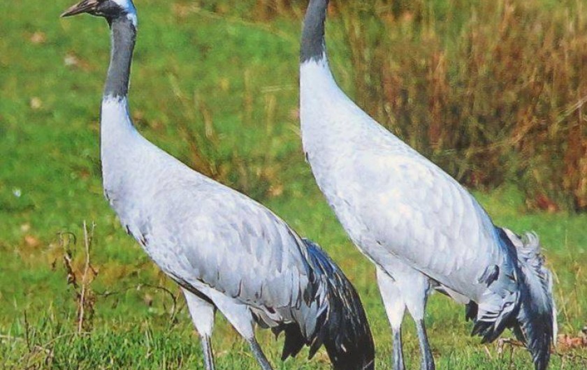 Location de vacances - Gîte à Giffaumont-Champaubert