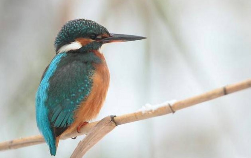 Location de vacances - Gîte à Giffaumont-Champaubert