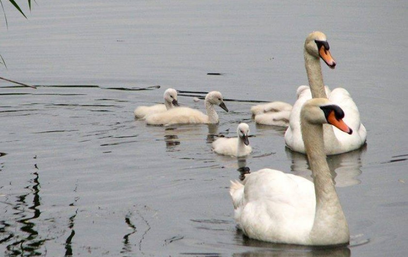 Location de vacances - Gîte à Giffaumont-Champaubert