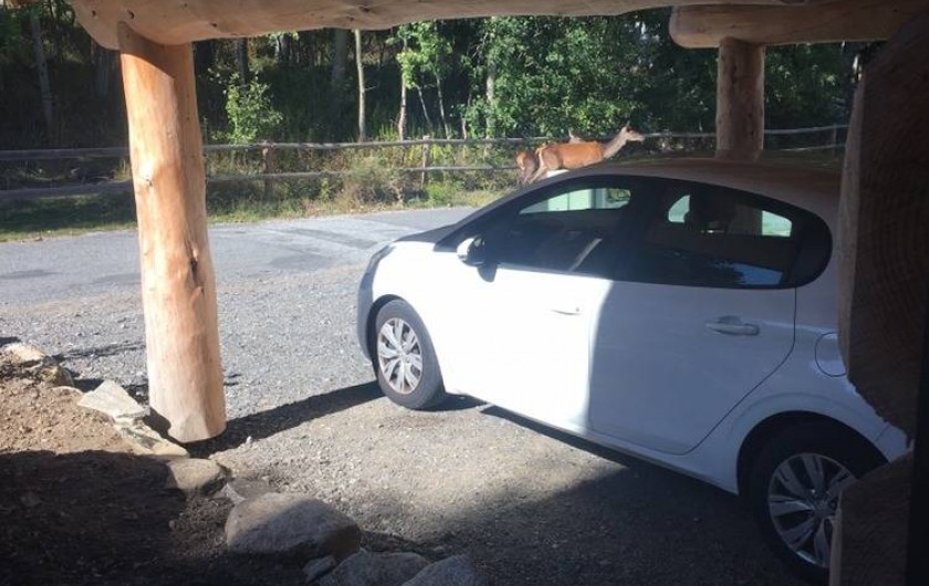 Location de vacances - Chalet à Bolquère - Des visiteurs réguliers : une biche et son petit faon