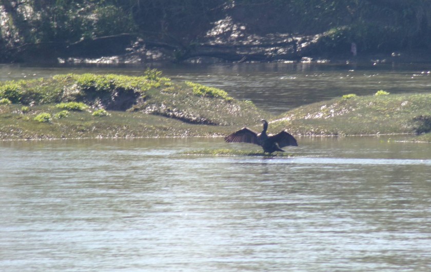 Location de vacances - Gîte à Vignonet - Dordogne à 300m