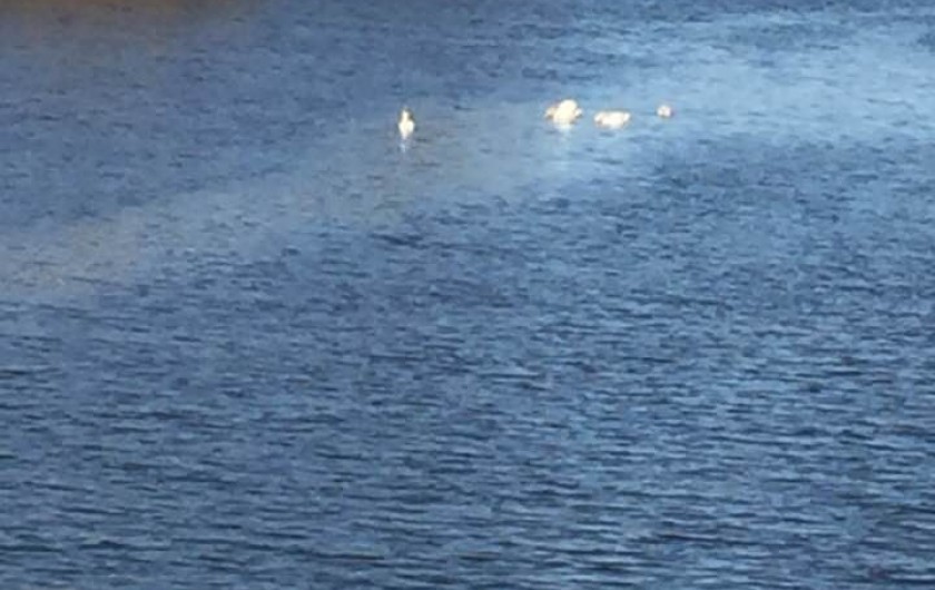 Location de vacances - Gîte à Vignonet - Dordogne