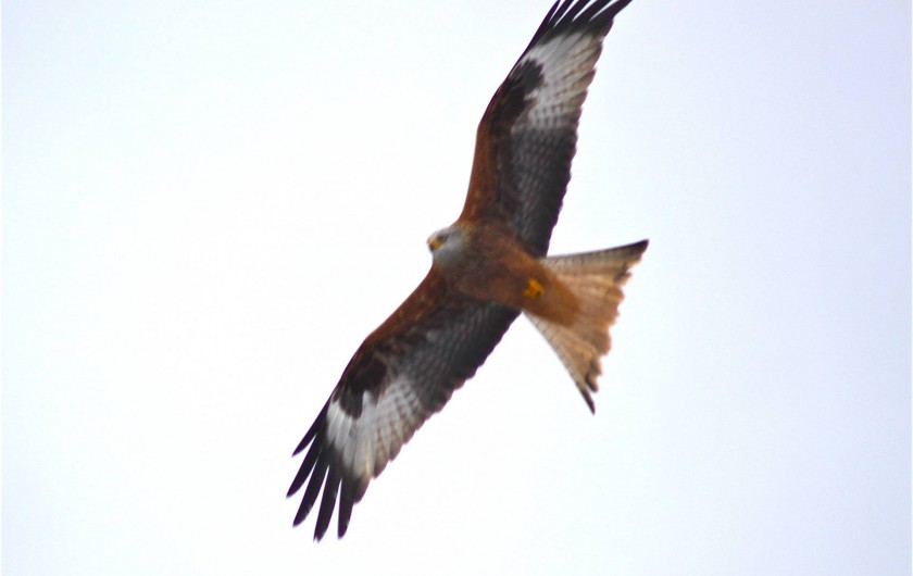 Location de vacances - Gîte à Fort-du-Plasne