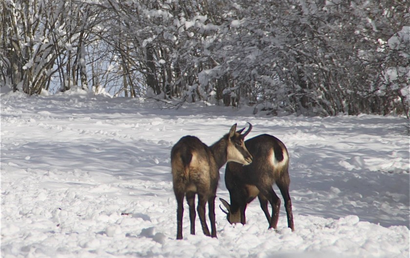 Location de vacances - Gîte à Fort-du-Plasne