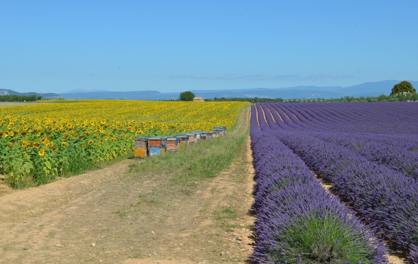 Location de vacances - Gîte à Manosque - lavande de Valensole