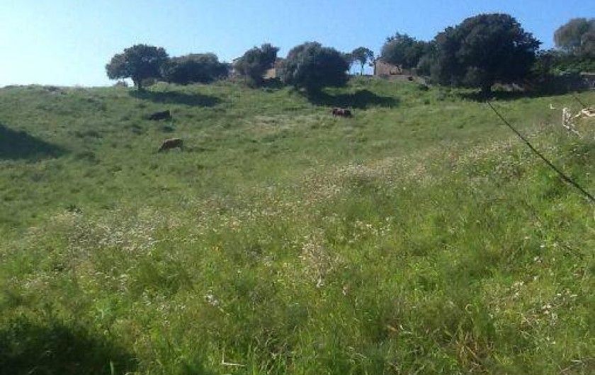 Location de vacances - Villa à Propriano