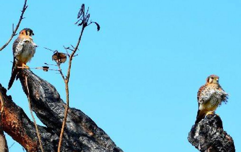 Location de vacances - Bungalow - Mobilhome à Bouillante