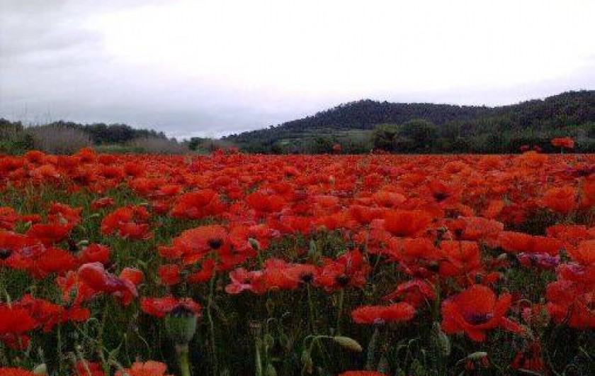 Location de vacances - Chambre d'hôtes à Saint-Martin-de-la-Brasque