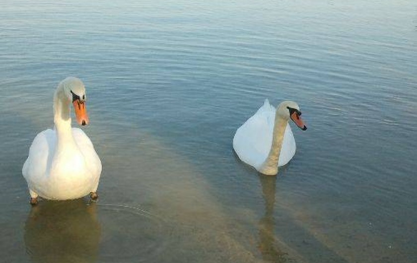 Location de vacances - Gîte à La Motte-d'Aigues