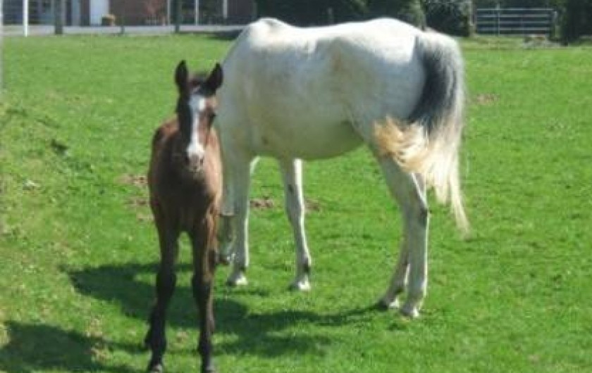 Location de vacances - Gîte à Erquières