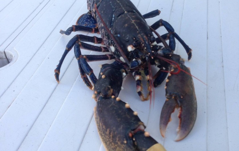 Location de vacances - Villa à Audresselles