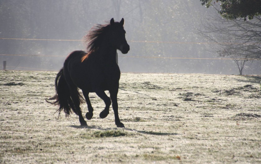 Location de vacances - Gîte à La Force - Niño