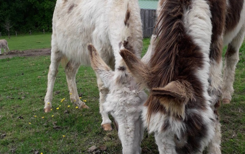 Location de vacances - Gîte à La Force - Moana et Marley