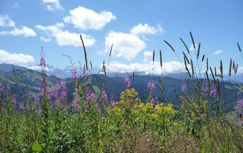 Location de vacances - Chalet à Montriond