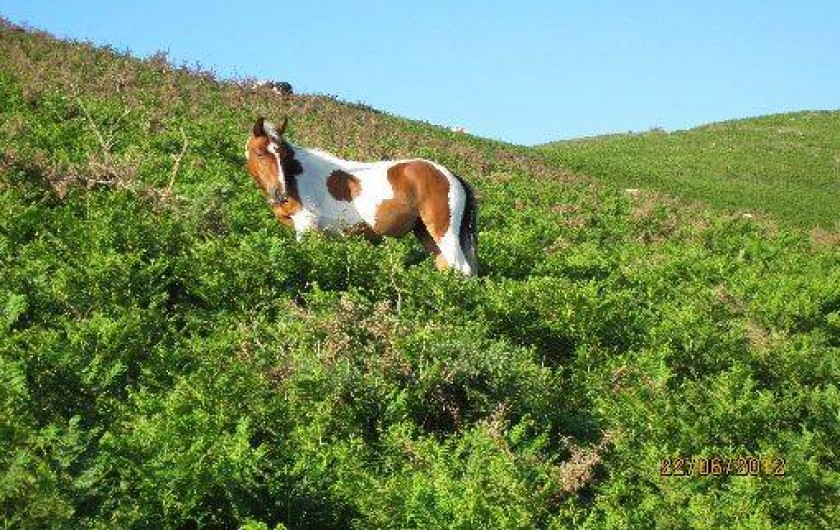 Location de vacances - Appartement à Hasparren