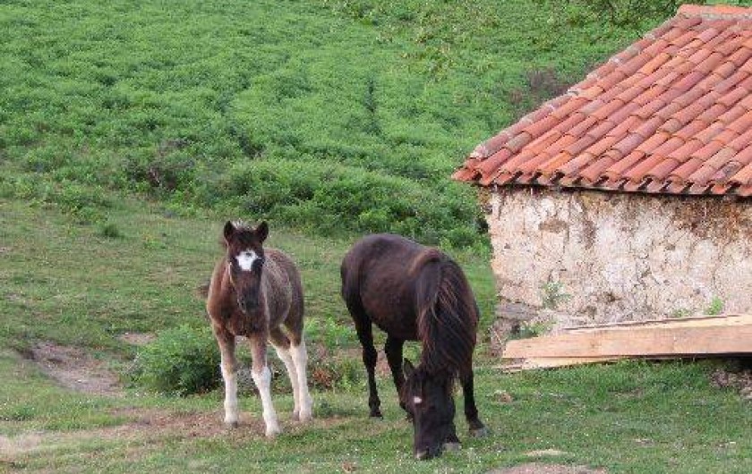 Location de vacances - Appartement à Hasparren