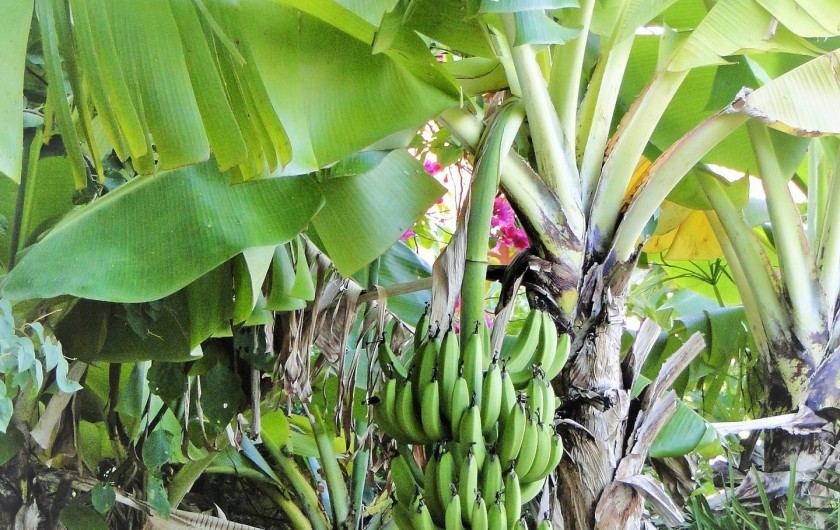 Location de vacances - Villa à Sainte-Anne