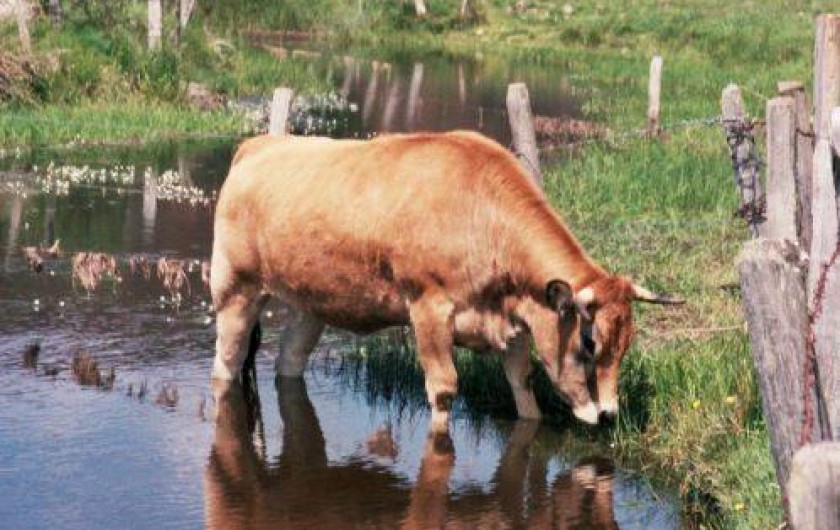 Location de vacances - Gîte à Saint-Pierre-de-Nogaret - La belle Aubrac sur le plateau...