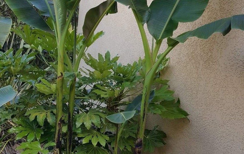 Location de vacances - Villa à Rocbaron