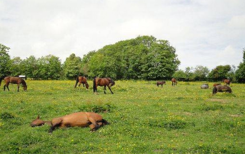 Location de vacances - Gîte à Grandcamp-Maisy
