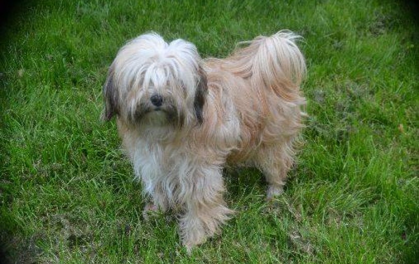 Location de vacances - Gîte à Saint-Sernin-du-Bois