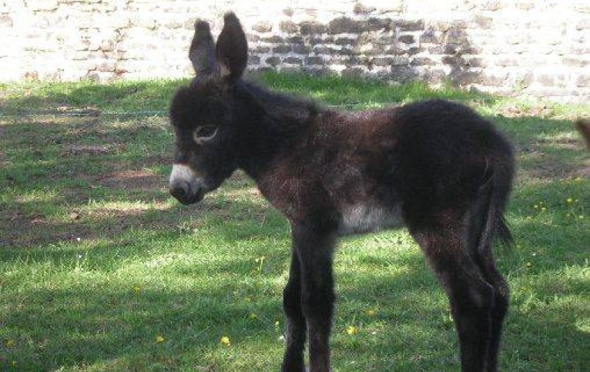 Location de vacances - Gîte à Saint-Sernin-du-Bois