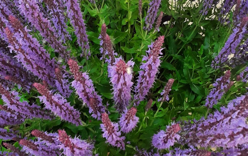 Location de vacances - Villa à Valras-Plage