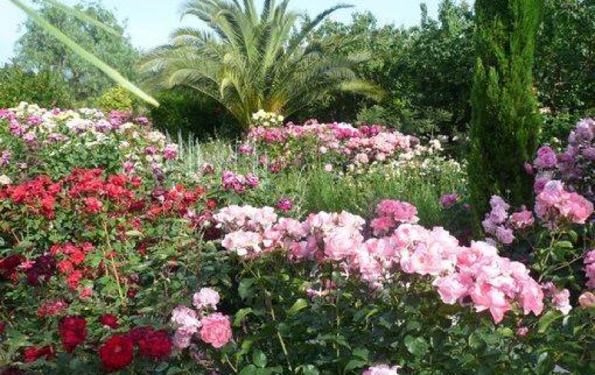 Location de vacances - Gîte à Fontvieille