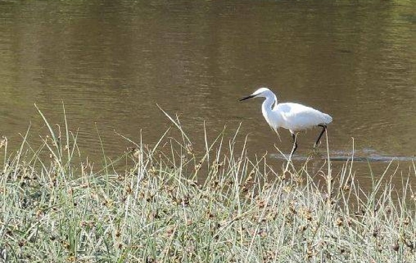 Location de vacances - Gîte à Plouhinec