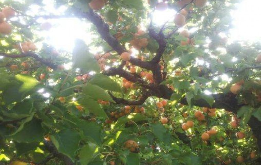 Location de vacances - Villa à Carpentras