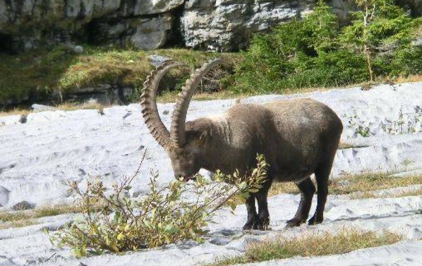 Location de vacances - Chalet à Samoëns