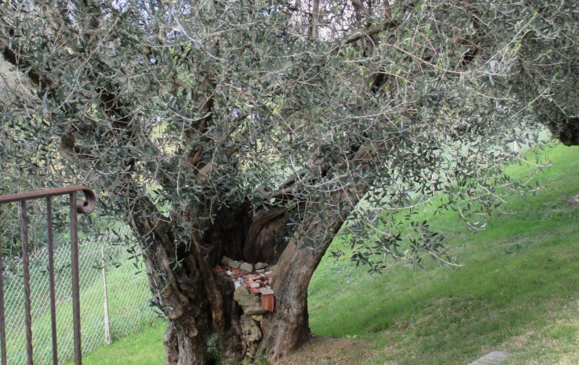 Location de vacances - Gîte à Roquefort-les-Pins