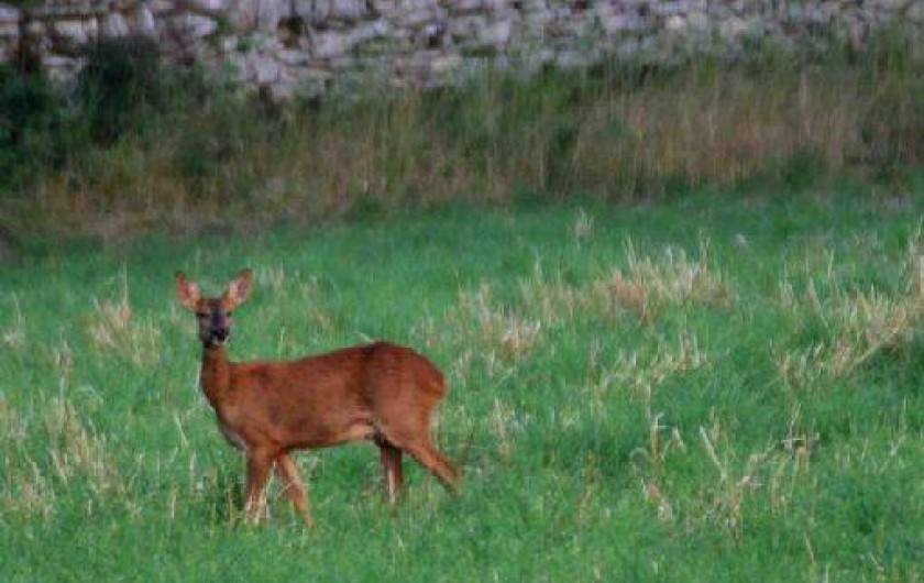 Location de vacances - Gîte à Limogne-en-Quercy