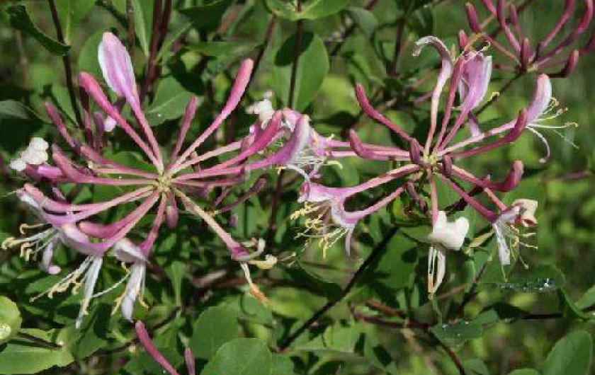 Location de vacances - Gîte à Limogne-en-Quercy