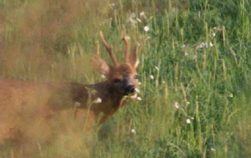 Location de vacances - Gîte à Limogne-en-Quercy