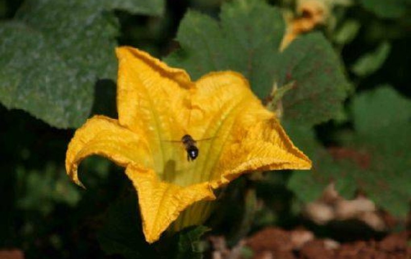 Location de vacances - Gîte à Limogne-en-Quercy