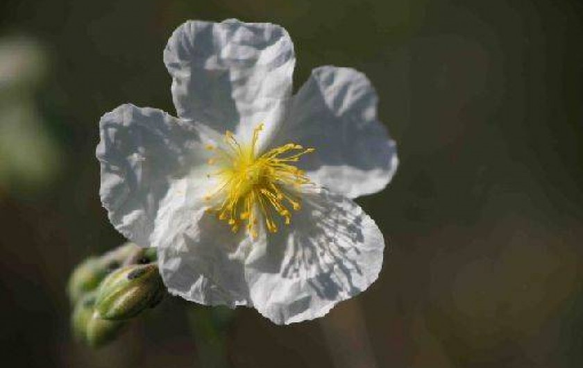 Location de vacances - Gîte à Limogne-en-Quercy