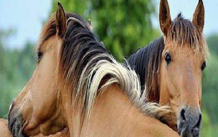 Location de vacances - Villa à Saint-Quentin-en-Tourmont