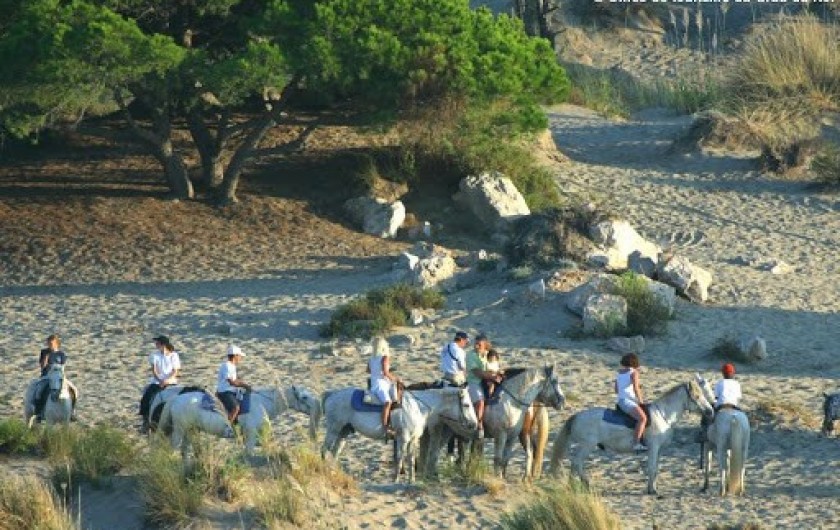 Location de vacances - Villa à Le Grau-du-Roi - Les balades à cheval en bord de mer