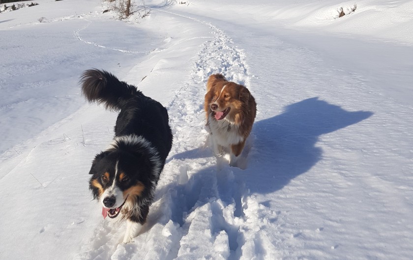 Location de vacances - Chalet à La Joue du Loup