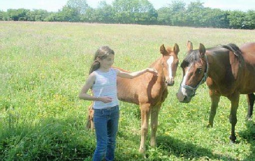 Location de vacances - Gîte à Doudeauville