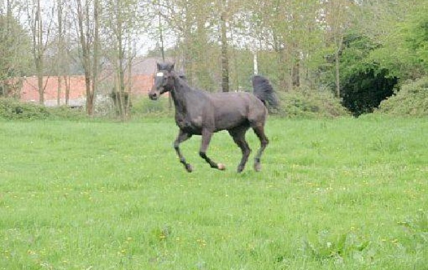 Location de vacances - Gîte à Doudeauville