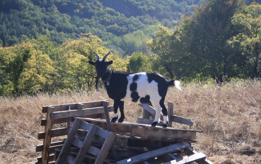 Location de vacances - Gîte à Escoussens - les animaux de ferme font partie de notre environnement