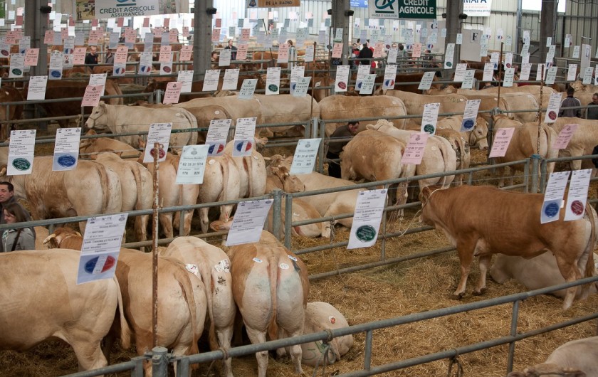Location de vacances - Chalet à Rieupeyroux - Les foires aux veaux