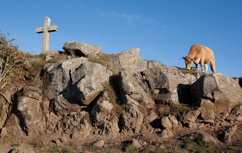 Location de vacances - Chalet à Rieupeyroux - L'Aubrac