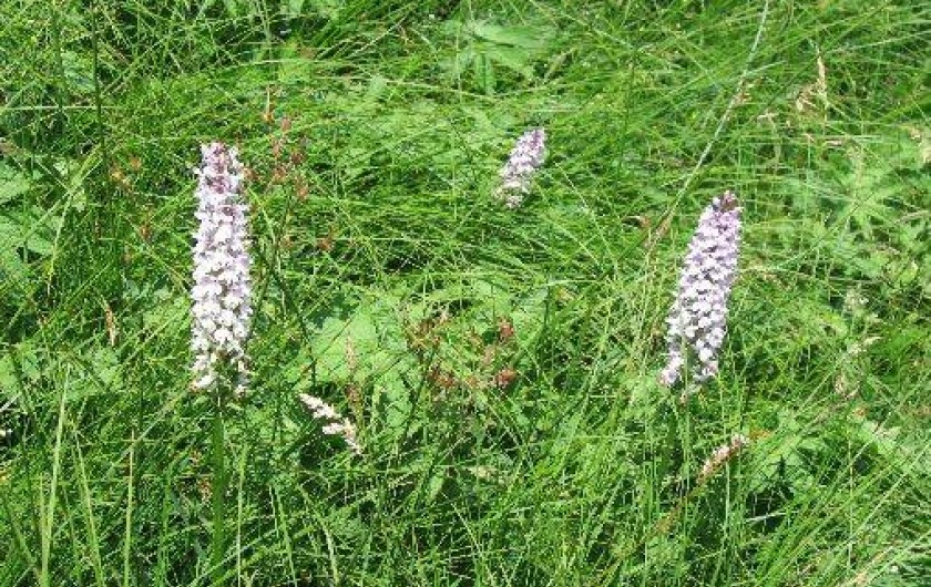 Location de vacances - Gîte à La Bresse