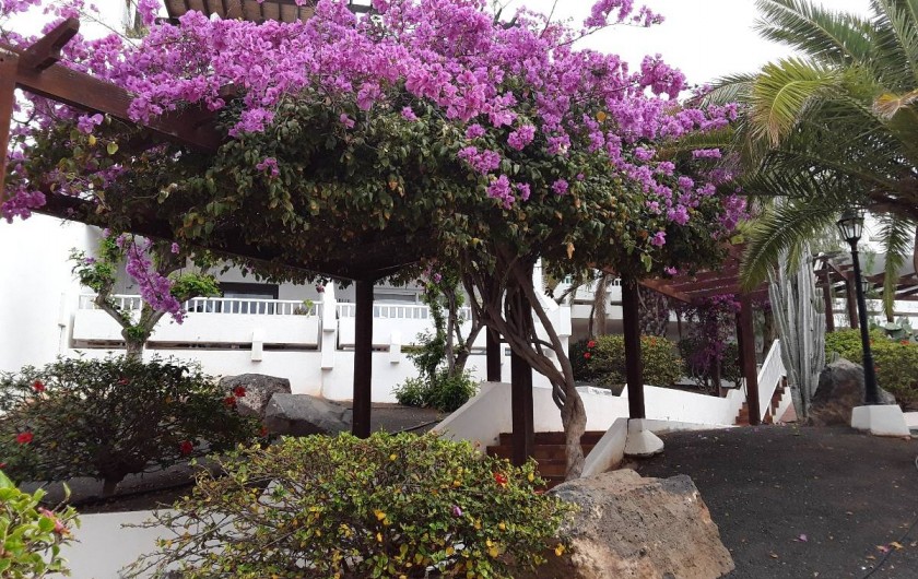 Location de vacances - Appartement à Costa Teguise