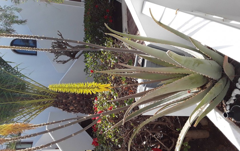 Location de vacances - Appartement à Costa Teguise