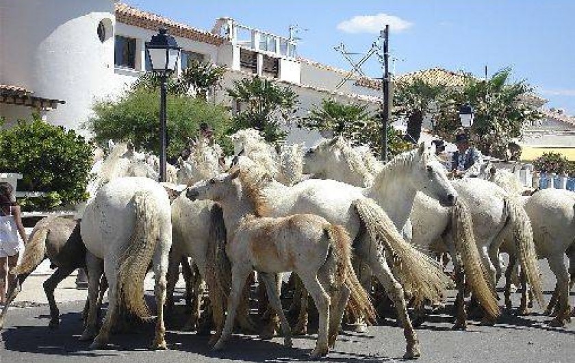 Location de vacances - Maison - Villa à Le Grau-du-Roi