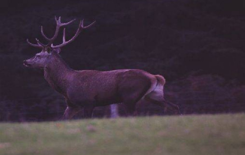 Location de vacances - Gîte à Saint-Quay-Perros
